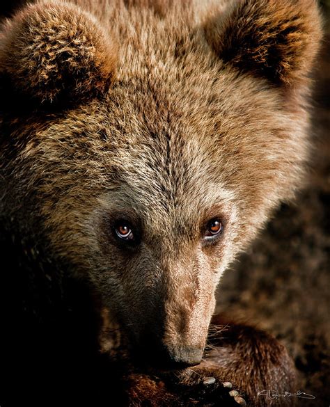 Baby Grizzly Bear Head Closeup Cute Expression Photograph By Dan Barba