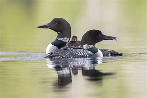 Loon reproduction is on the decline in Canada | Cottage Life