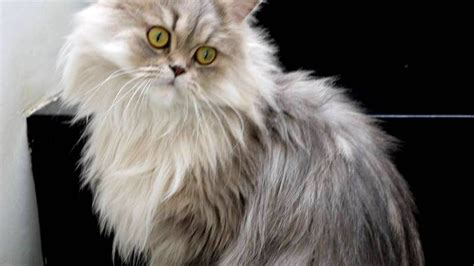 How Much Does A Persian Cat Cost - Cat Choices