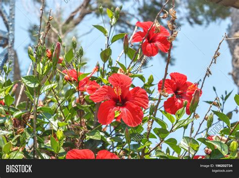 Red Flower Bloomed Image And Photo Free Trial Bigstock