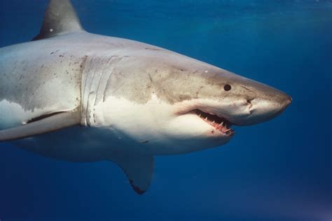 Fantastica Animal Great White Shark