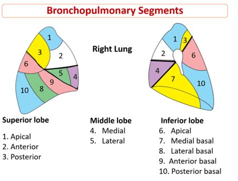 Lungs Gross Features Hilum Relations Bronchopulmonary Segments