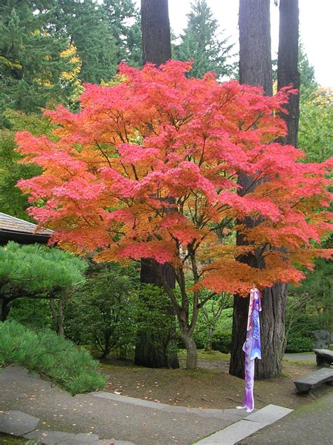 Follow these simple japanese garden ideas to create your own, with advice from an expert. Portland Japanese Garden Japanese Maple with Fish Kite ...