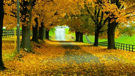 Road With Yellow Leaves Between Autumn Leafed Trees With Fence Hd