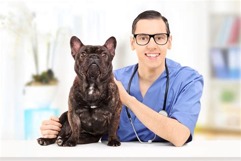 The top 10 of vet recommended dog foods. The Best Dog Food For Small Dog Breeds | Reviews And ...