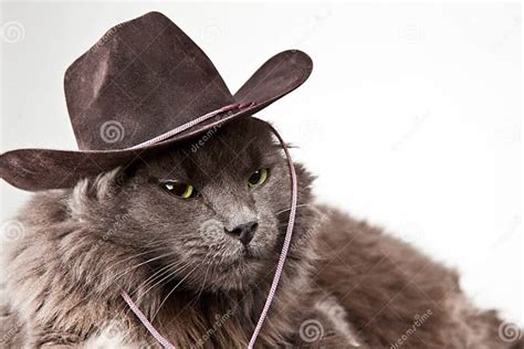 Cowboy Cat Stock Image Image Of Selective Copy Gray 15535665