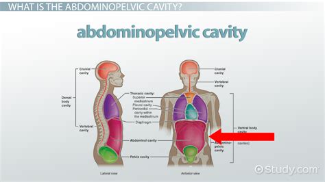 Physicians and anatomists divide the human abdomen into four different regions or quadrants. Abdominopelvic Cavity: Bony Landmarks, Organs & Regions - Video & Lesson Transcript | Study.com