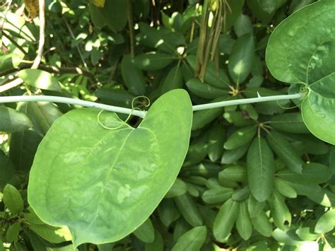 Climbing Thorny Vine In The Plant Id Forum