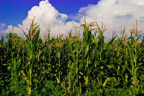 Corn Field Stock Image Image Of Farmland Landscape 12612747