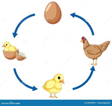 Chicken Life Cycle Set Vector Illustration Cartoondealer Com