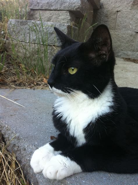 Most Handsome Tuxedo Ever Cute Animals I Love Cats Here Kitty Kitty