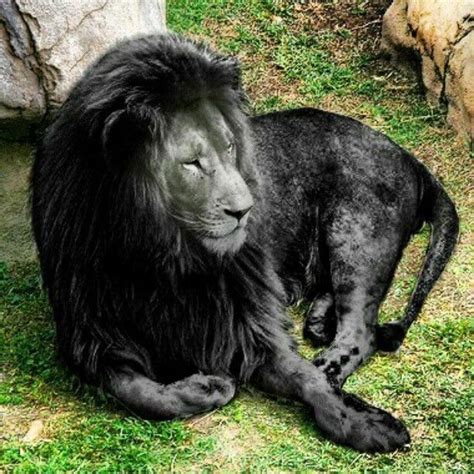 Pin By Wendy Chiles On Smiles Melanistic Animals Melanism Rare Animals