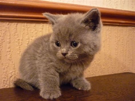 Pedigree British Blue Shorthair Kitten Female Preston