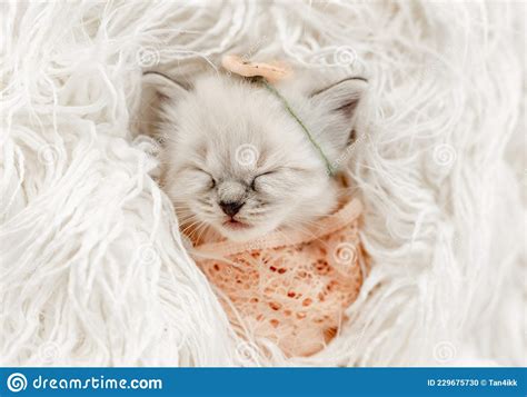 Ragdoll Kitten Photos Newborn Style Stock Photo Image Of Cute Feline