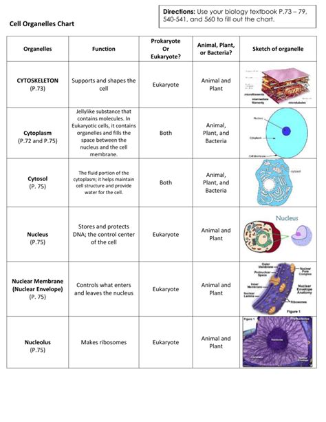 Animal And Plant Cell Organelle Functions Comparing Plant And Animal