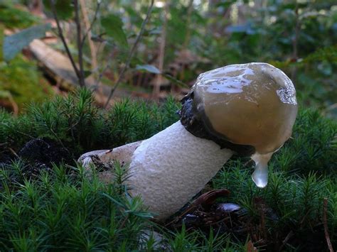 A mushroom : pics