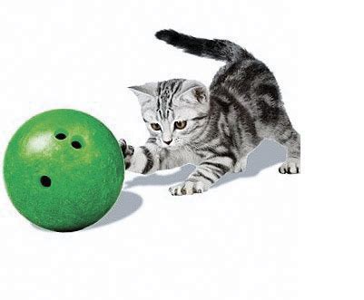 Eventually, jerry takes up residence among the pins and tom tries to bowl him down. Tucson pet groups hosting summer events, classes | AZ ...