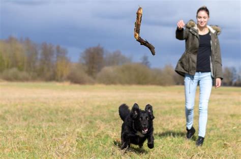 Eastcott Vets Throwing Sticks For Dogs