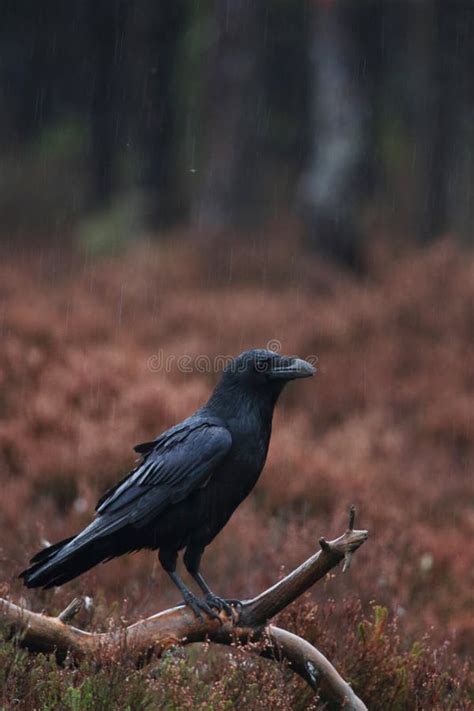 Serious Common Raven Stock Image Image Of Corax Marsh 66945663
