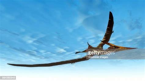 Big Nose Bird Photos And Premium High Res Pictures Getty Images
