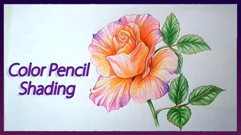 Realistic Color Pencil Shading Tutorial Of Rose Flowers