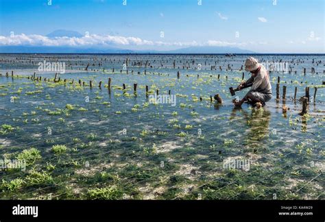 Seaweed Farm Bali Hi Res Stock Photography And Images Alamy