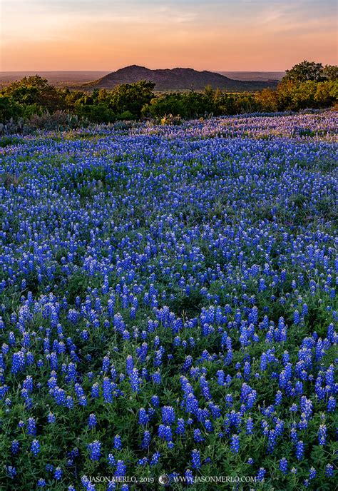 Texas Bluebonnets At Sunset Llano County Texas Hill Country Jason Merlo