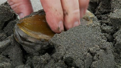 Razor Clamming On The North Oregon Coast Oregons Beaches Flickr