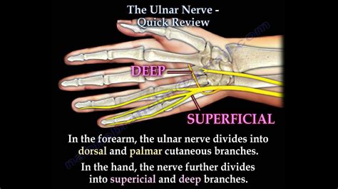 Superficial Nerve Pain