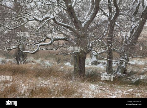 Snow Covers Tree Branches In A Field Near Blubberhouses Yorkshire