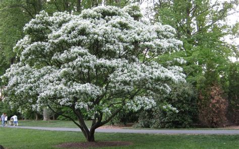 Maybe you would like to learn more about one of these? White Fringe Tree | Yale Nature Walk