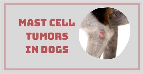 Mast Cell Tumors In Dogs I Love Veterinary
