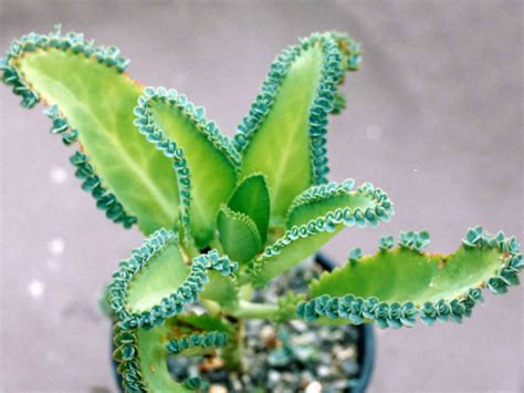 The optimum temperature to enhance the bloom of the plant is around 60 °f. Kalanchoe laetivirens (Mother of Thousands) | World of ...