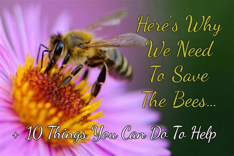 Honey bees can see uv light but red looks black to the bee. Why We Need To Save The Bees + 10 Things You Can Do To Help