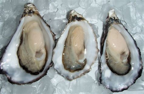 Oysters- New Zealand | Direct Seafood O'Connor, Perth WA