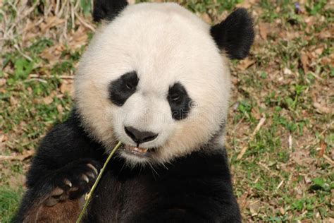 Gorgeous Face Giant Panda Bear Bamboo Photos Free And Royalty Free