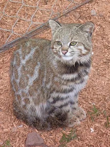 It's hard to save an animal that no one ever sees. The Andean Mountain Cat's preferred high-elevation montane ...