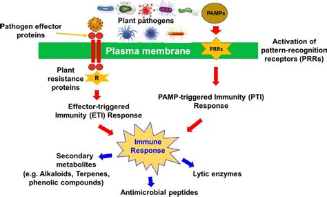 Plant Immune Response To Pathogens Bacteria Are Detected By Either