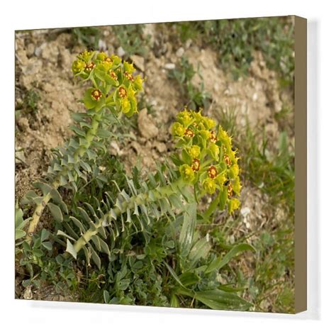 58611 00008 775 Box Canvas Print Broad Leaved Glaucous Spurge Euphorbia Myrsinites Flowering