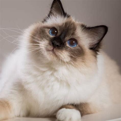 Birman Cat Breed History And Some Interesting Facts