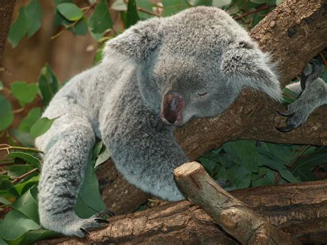 Free Download Gray Koala Bear Tree Koala Bear Australia Teddy