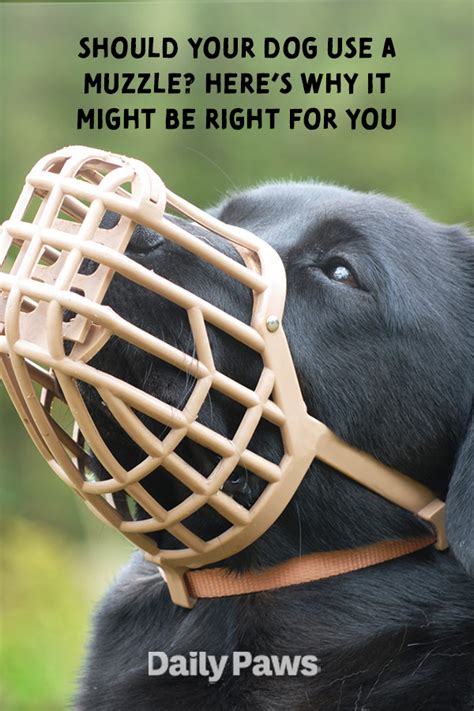While Many People Associate Dog Muzzles With Aggressive Dangerous Dogs