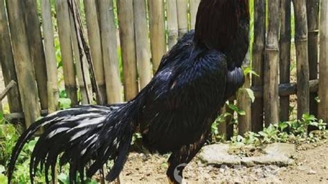 Kandang umbaran atau umum di sebut kurungan bambu ini sederhana, gampang di geser serta termasuk tahan bila kita banding dengan kandang beda contoh dari kawat serta jaring yang gampang koyak. Ukuran Kandang Ayam Bangkok - Ukuran Kandang Ayam Bangkok ...