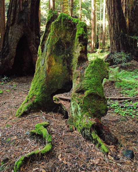 Moss Covered Redwood Tree Stump California Large Wall Art Etsy Photography Print Redwood