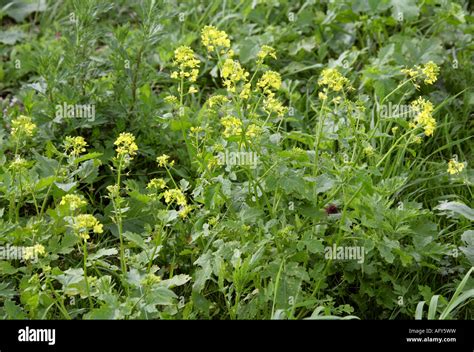 Black Mustard Brassica Nigra Crucifera Brassicaceae Stock Photo Alamy