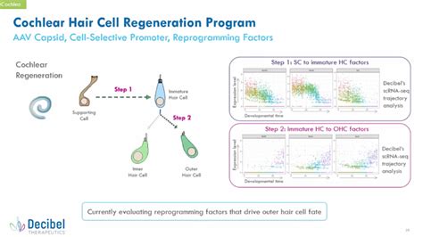 Db 301 Update On Decibel Therapeutics Cochlear Hair Cell Regeneration