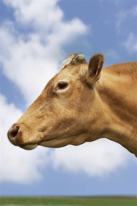 Closeup Side View Of Brown Cow Against Sky Stock Images Image 31842054
