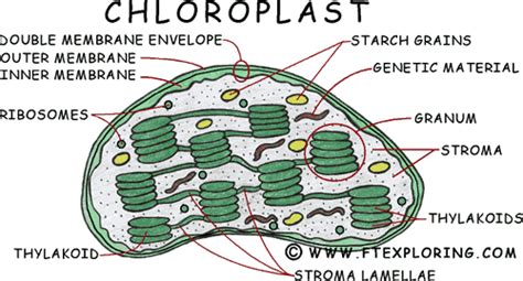 The chloroplasts' main function is to capture light and integrate it into the process of photosynthesis. The Busy Leaf: Good site for photosynthesis & leaf ...