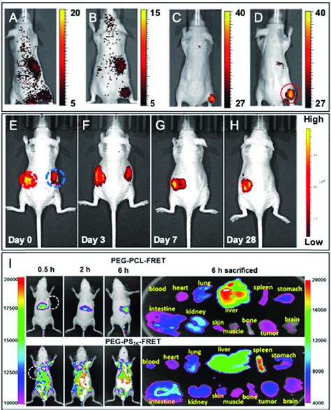 Examples Of In Vivo Imaging Using Various Fluorescent BCPs Obtained By Download Scientific