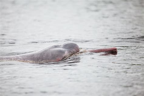 Bolivian River Dolphin Inia Geoffrensis Boliviensis Flickr
